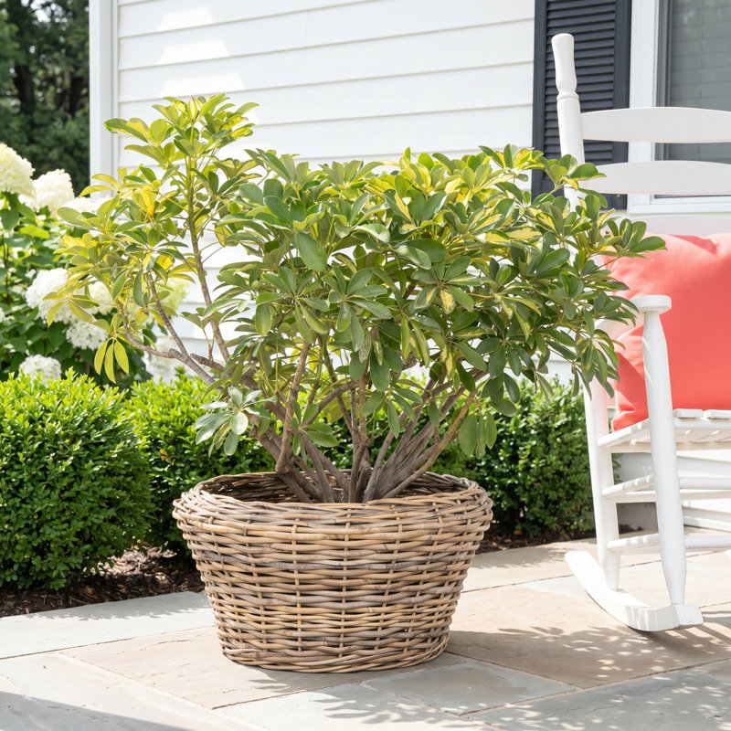 Round Cone Planter with Black Plastic Insert