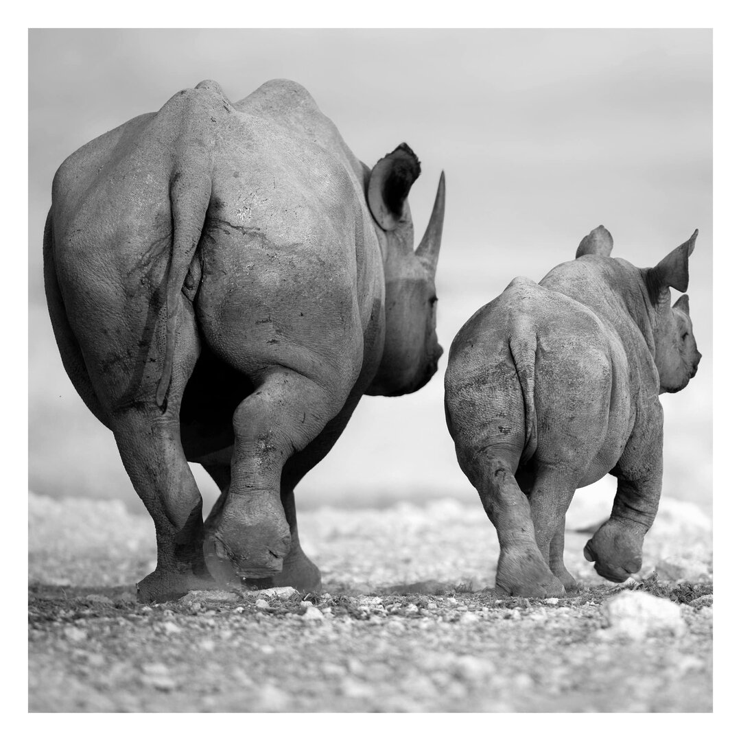 Strukturierte Fototapete Rhinos Ii 1,92 m x 192 cm