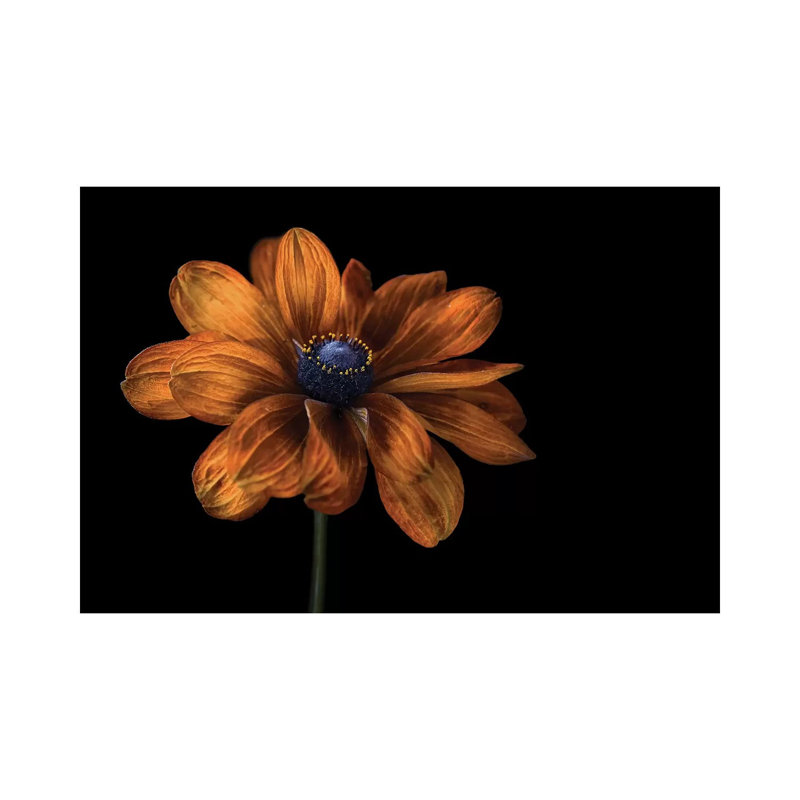 Rudbeckia 1 Piece Wrapped Canvas Wall Art, 66.04 cm H x 45.72 cm W x 3.175 cm D
