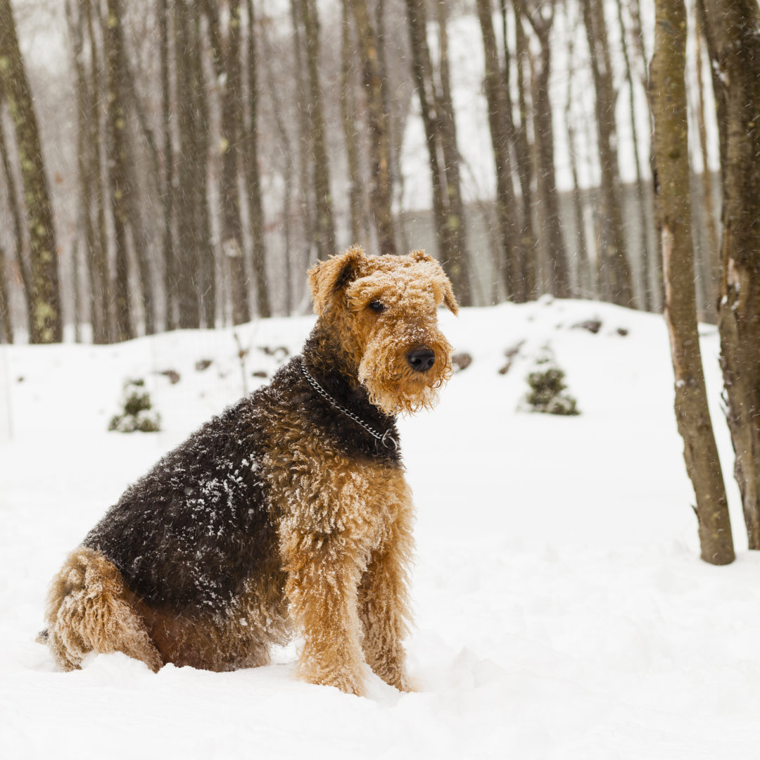 Airedale Terrier Hund sitzend im Schnee - Druck