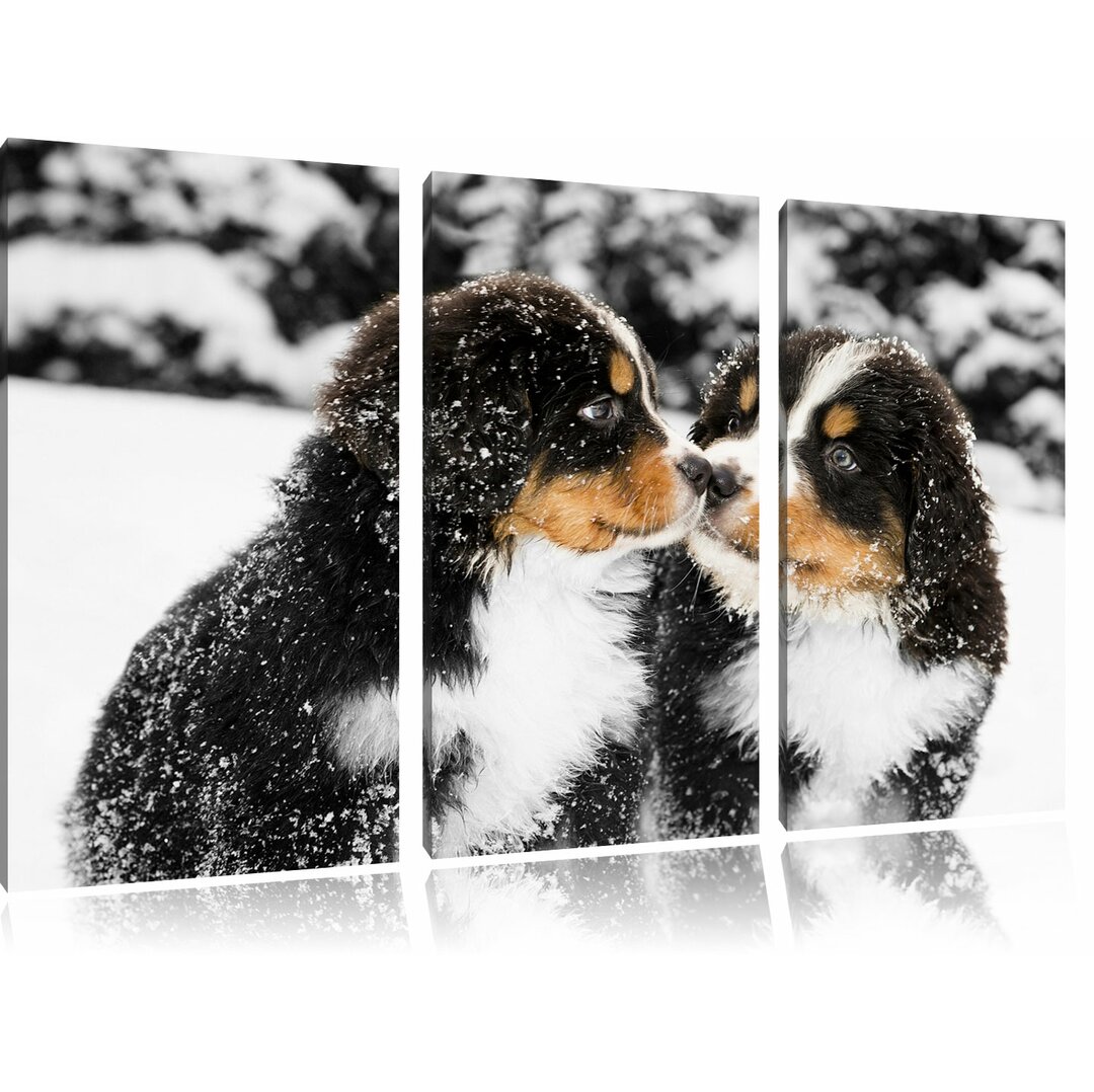 3-tlg. Leinwandbilder-Set „Süße Bernersennenhunde im Schnee", Fotodruck