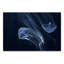 Jelly Fish Parade Two Print-24074593