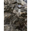 IRIS Metal Globe Lamp-359050261