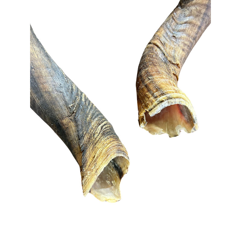 African Kudu Antelope Horn XXL