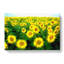Yellow Sunflower Meadow - Wrapped Canvas-55320141