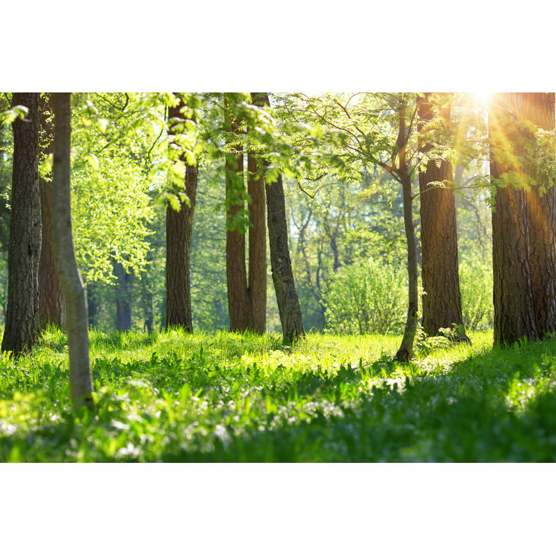 Ajitesh Tree in Morning Light - Photographie sur toile tendue, H 24 po x l 36 po