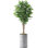 66 " H Faux Ficus Plant in Plastic Planter