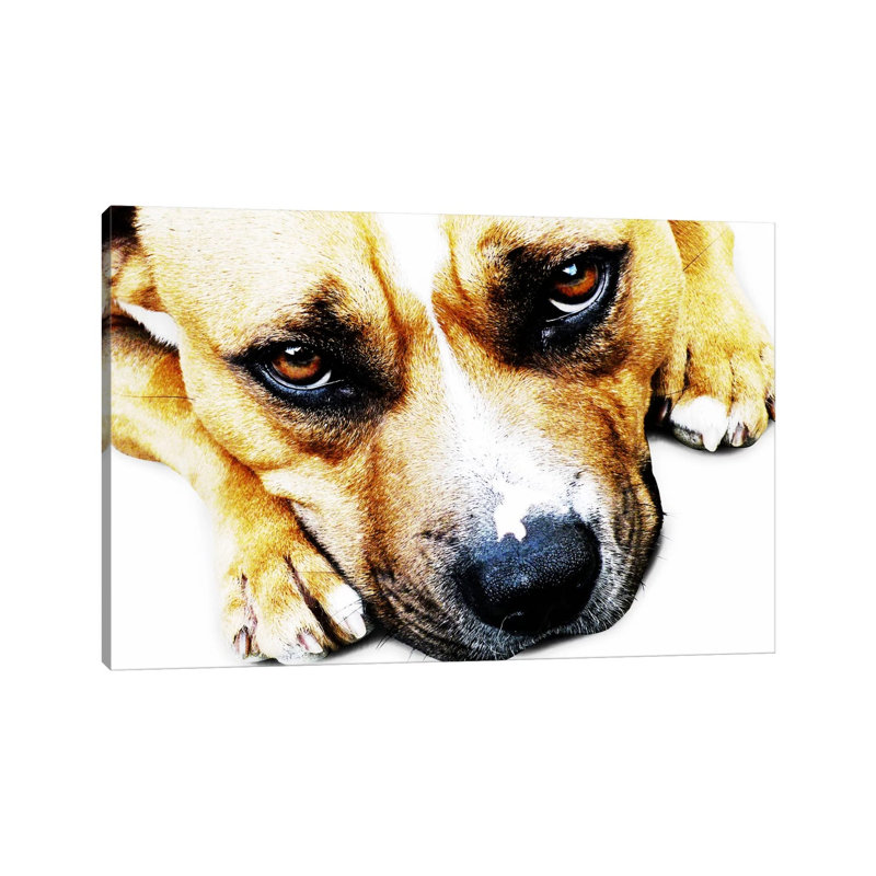 Bull Terrier Eyes by Michael Tompsett - Wrapped Canvas Print, 66.04 cm H x 45.72 cm W x 1.91 cm D