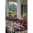 1 Gallon Autumn Belle Encore Azalea Live Low Maintenance Plant
