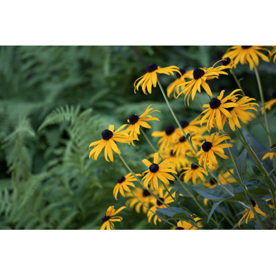 Black-Eyed Susans - Wrapped Canvas Print