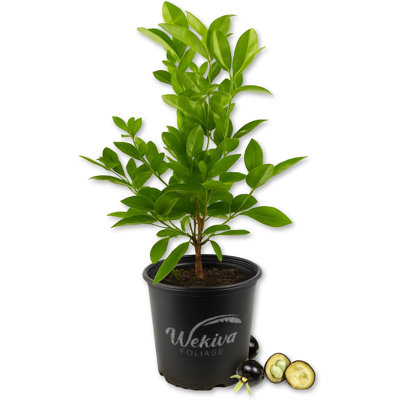 Brazilian Cherry Tree - Grumichama - Live Plant in a 3 Gallon Growers Pot - Eugenia Brasiliensis - Beautiful Edible Fruit Bearing Tree for Patio and Garden