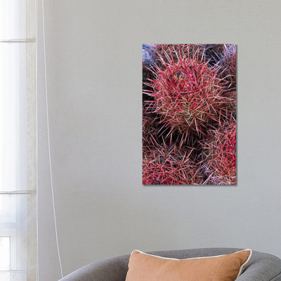 Cotton-Top Cactus Detail, Death Valley National Park, California by Tim Fitzharris - Wrapped Canvas Print