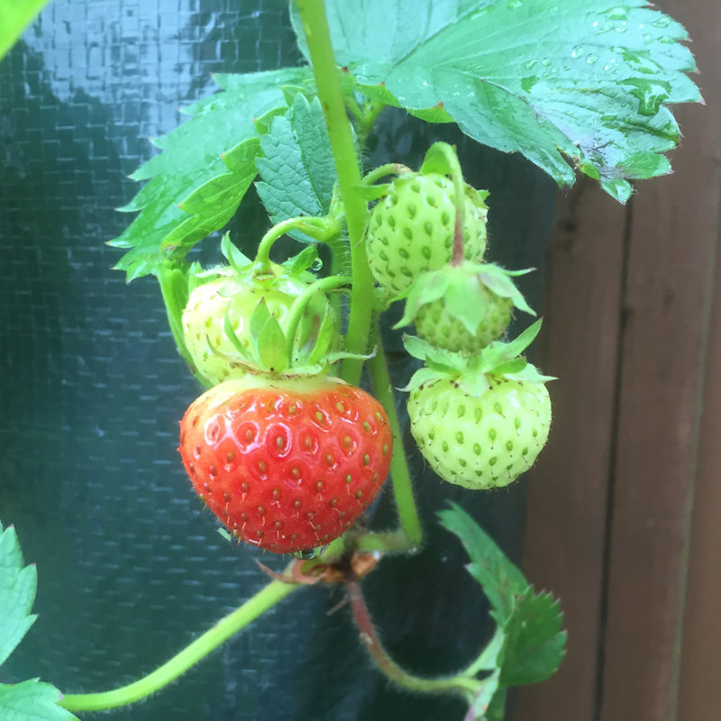 Helms Strawberry Planter