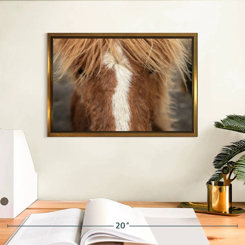 Gros plan d'un cheval Islandais, Cadre flottant doré, 13 po x 9 po