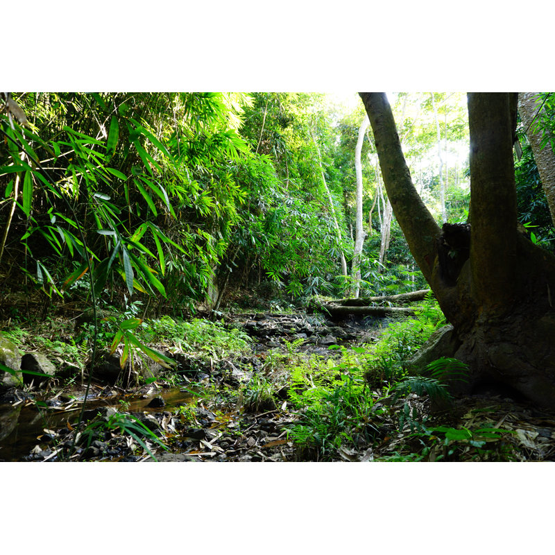 Rain Forest - Wrapped Canvas Print, 30cm H x 46cm W x 3.8cm D