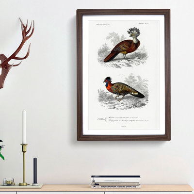 Bird Illustrations PL. 7 by Charles d Orbigny - Framed Print