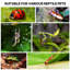 Terrarium pour petits insectes 3 x 3 x 6 pouces