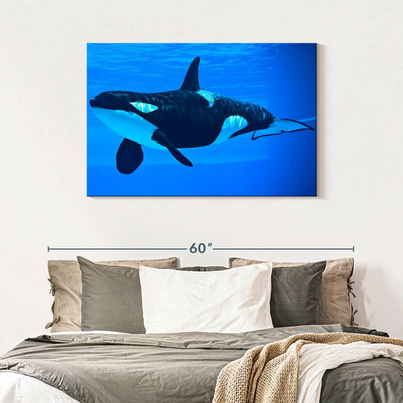 Brampt Friendly Killer Whale, 30" H x 45" W