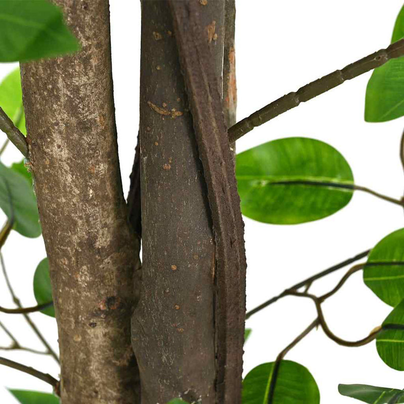 200cm Plant
