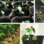 Pot en plastique Demistrius-1356173448
