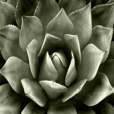 " Green Succulent Ii " Painting Print