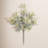Dusty Miller Bush