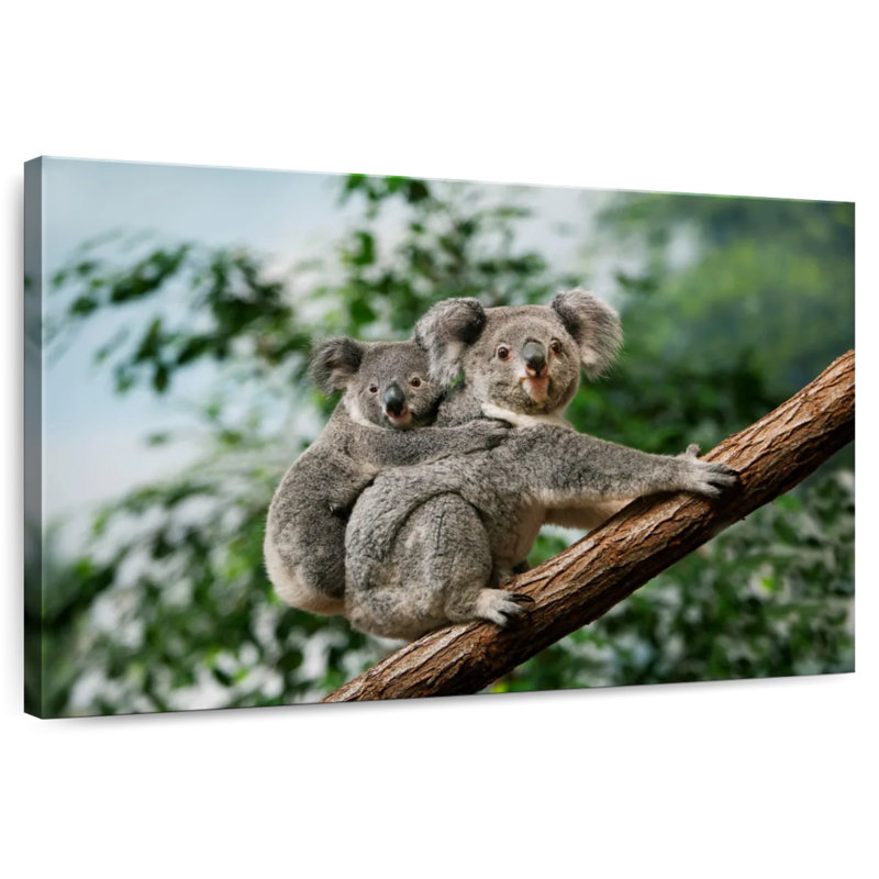 Brampt Female Carrying Young Koala