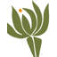 Protea Print by Trish Sierer-65779726-132519794
