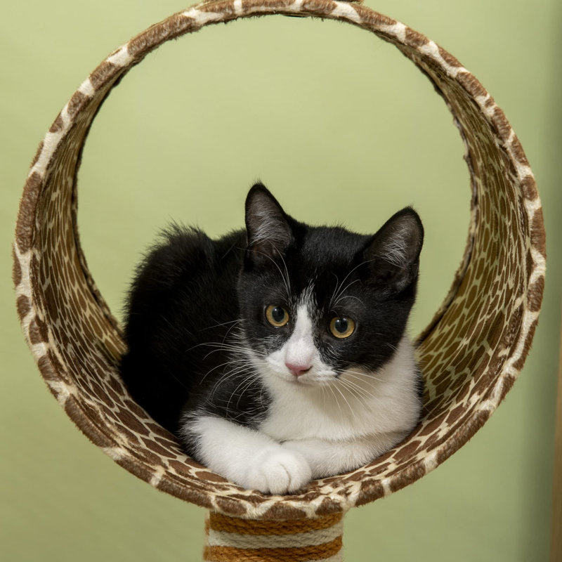Kaylin 101cm H Cat Tree