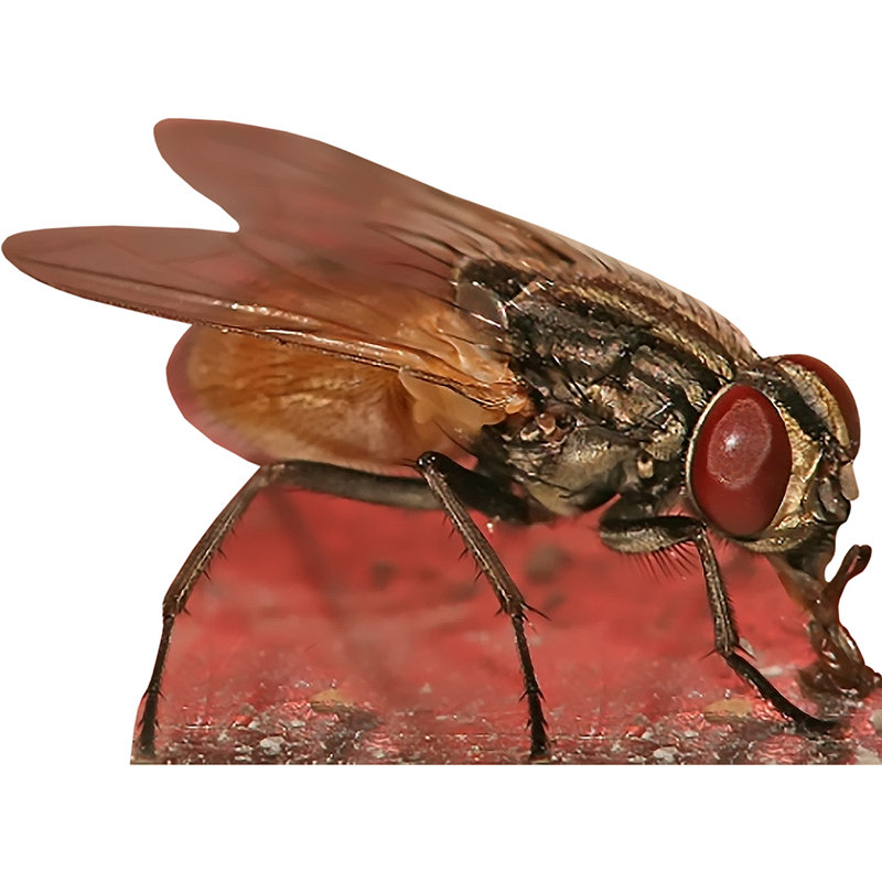 Fly Cardboard Standup