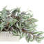 Tradescantia en pot de céramique-904079657
