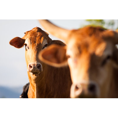 Close-up Shot Of Cows by Jaykayl - Wrapped Canvas Print