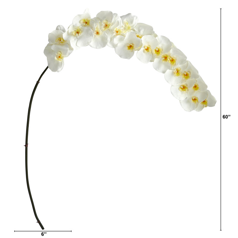 Orchid Arrangement