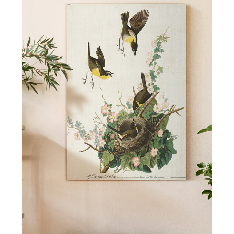«Pl 137 Yellow-chested Chat», reproduction d'art sur toile, H 27 po x l 18 po x P 1 po