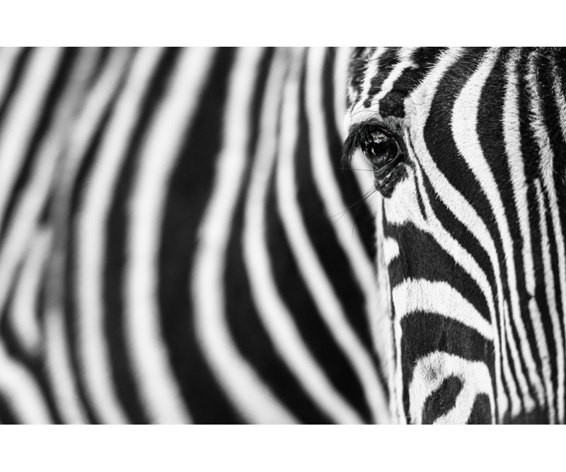 Wrapped Canvas Print, 50.8cm H x 76.2cm W