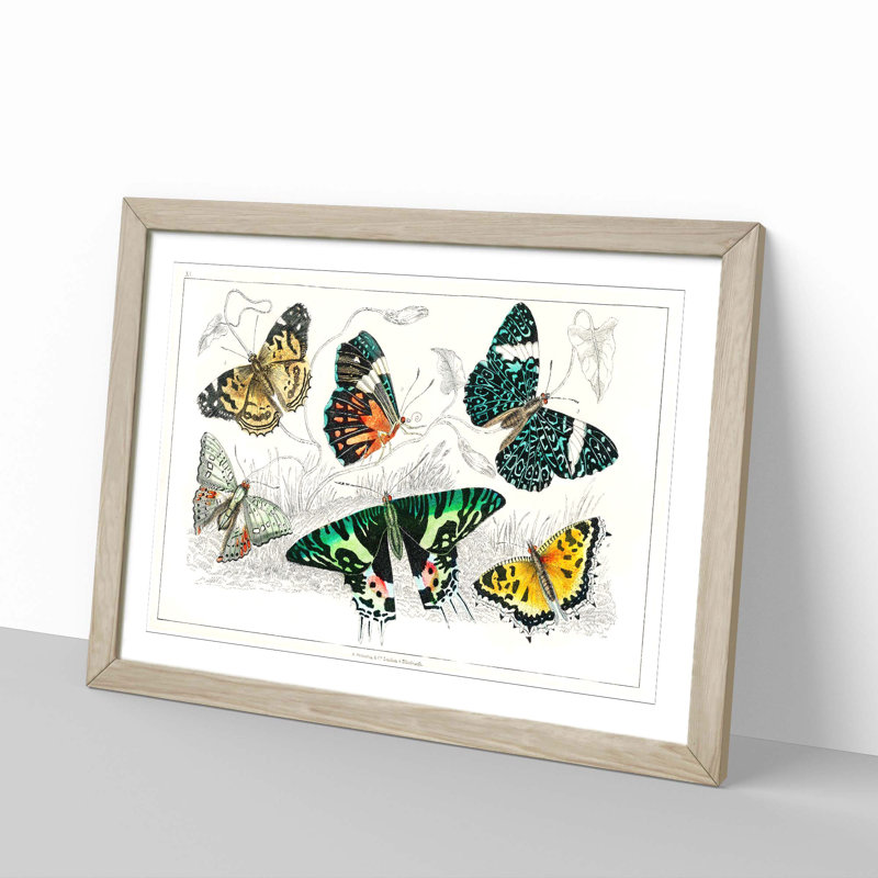 Assortment Of Butterflies XL by Oliver Goldsmith - Single Picture Frame Painting, 24cm H x 33cm W x 2cm D, Oak