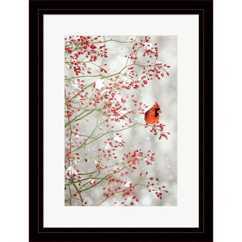 «Red Cardinal in the Red Berries» par Carrie Ann Grippo-Pike - impression encadrée