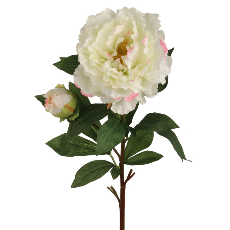 Tige de pivoine, Champagne, 3
