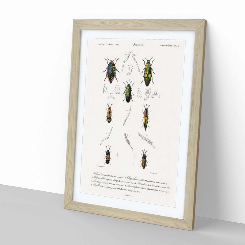 Beetle Illustration PL.4 by Charles D'Orbigny - Single Picture Frame Print, 33cm H x 24cm W x 2cm D, Oak Framed