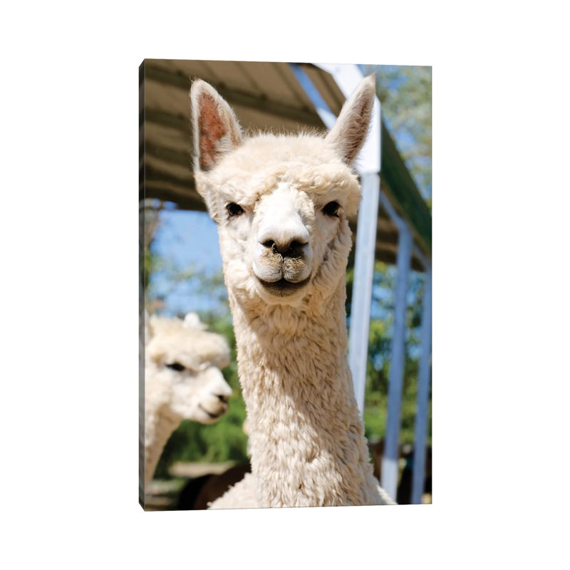White Alpaca With Friend by Susan Vizvary - No Frame Gallery-Wrapped Canvas Giclée on Canvas