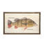 Speckled Pavon Print-517622095