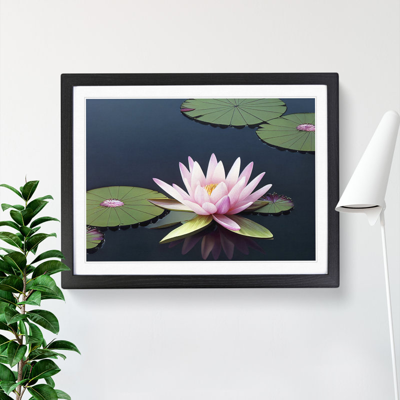 A Luscious Water Lily Flower - Single Picture Frame Print, Black Framed, 25cm H x 34cm W x 2cm D