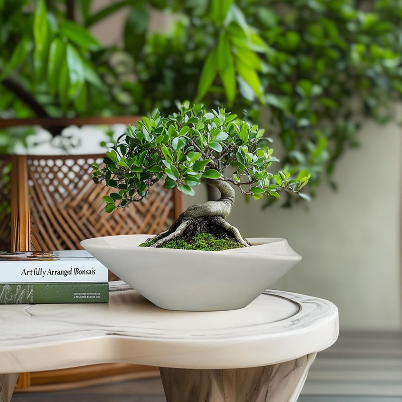 Pot à fleurs 12 "en céramique Bonsai