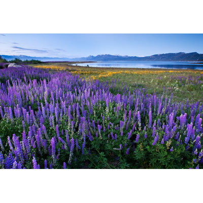 Lupine Meadow - Lake Tahoe California - Wrapped Canvas Print