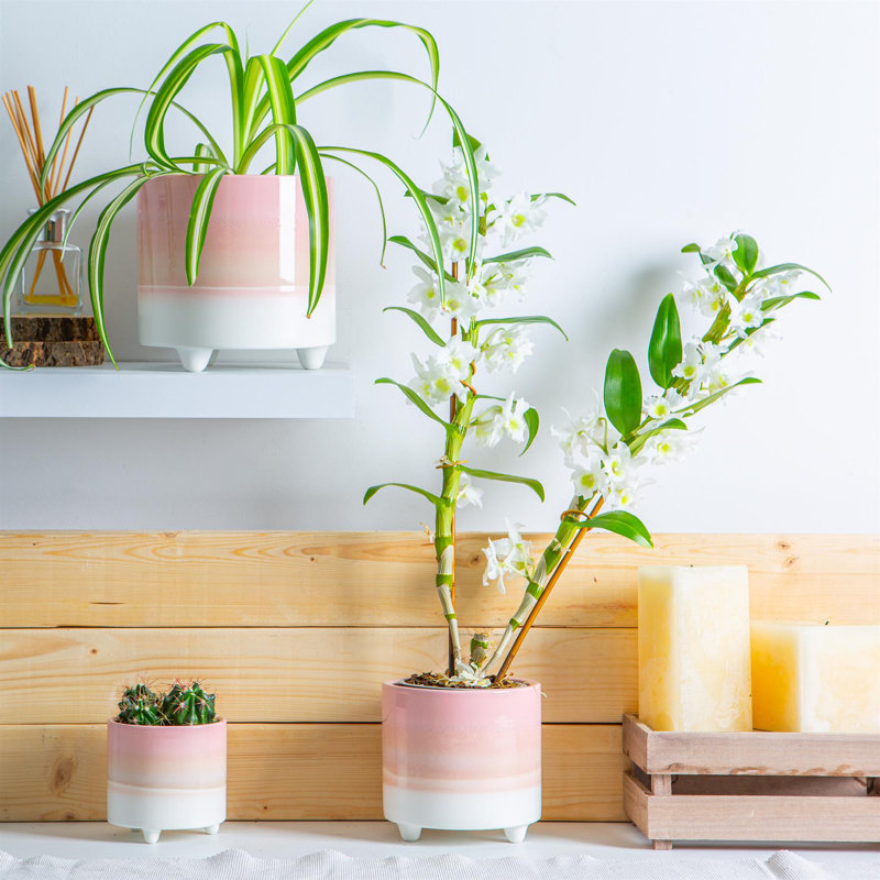 Ceramic Pot Planter, 13.5cm H x 14cm W x 14cm D, Pink