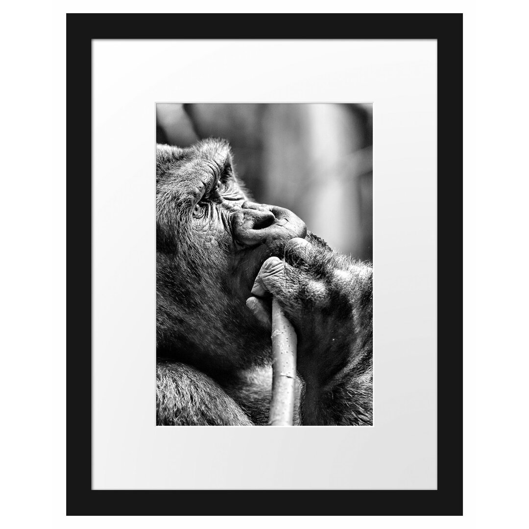 Gerahmtes Poster Gorilla isst