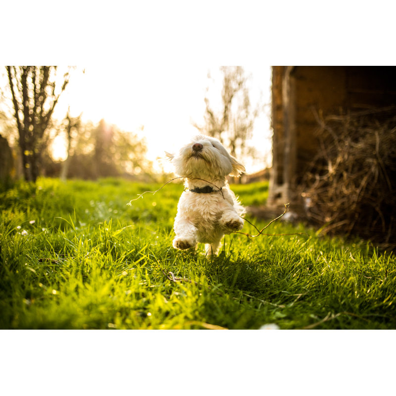 Mignon chien maltais par Miodrag Ignjatovic, H 20 po x l 30 po