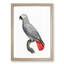 A Grey Parrot by F. Levaillant - Framed Print-55453420-55453421
