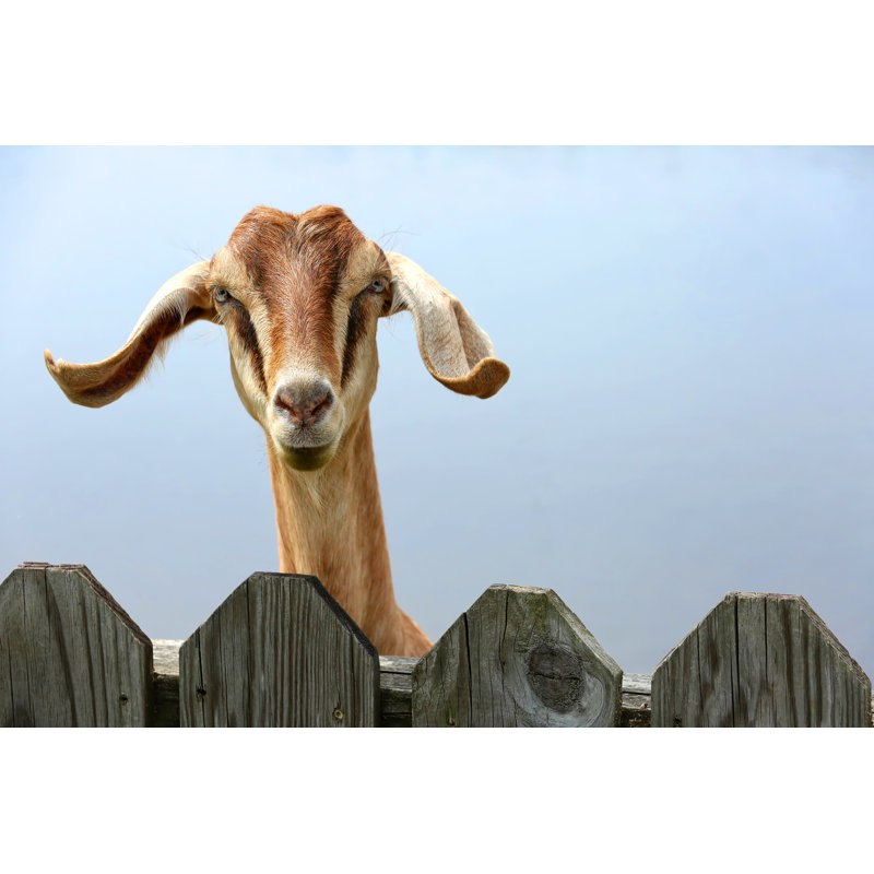 «Floppy Ears Goat» par Jilliancain - photographie sur toile tendue, L 48 po x H 32 po