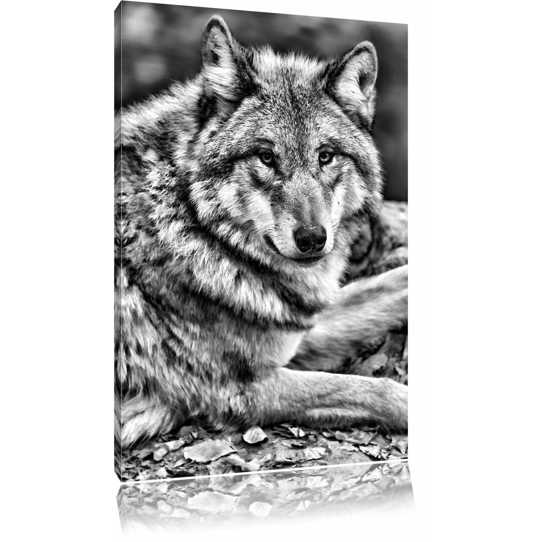 Leinwandbild Stolzer Wolf auf Stein in Monochrom